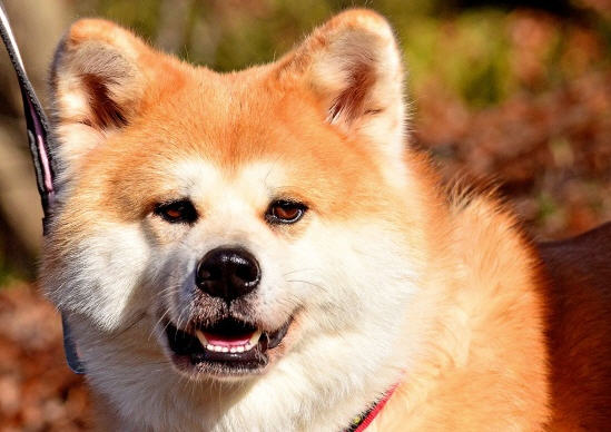 Всё о породе Акита-ину