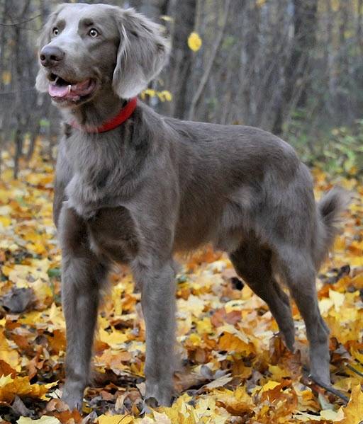 Веймаранер