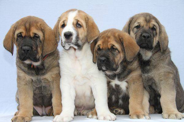 Содержание мастиффа в городской квартире