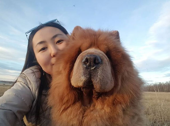 чау чау собака описание породы