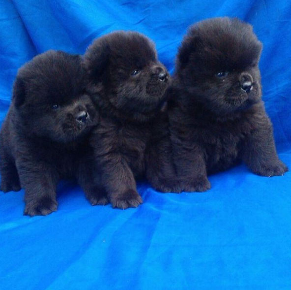 собака чау чау описание породы характер