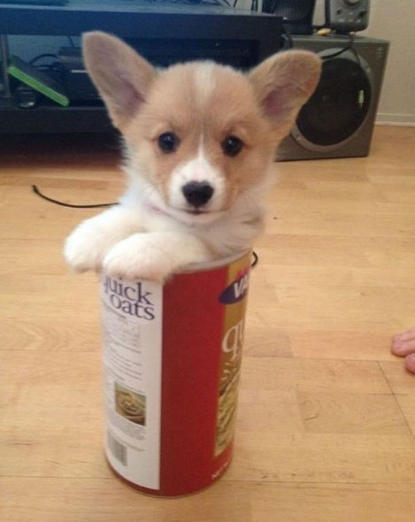 Порода собак вельш корги